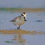 Spoon-billed Sandpiper