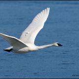 Trumpeter Swan in flight