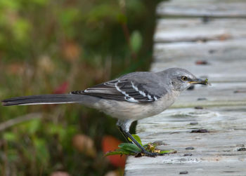 Northern Mockingbird