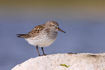 Breeding plumage - May 28.