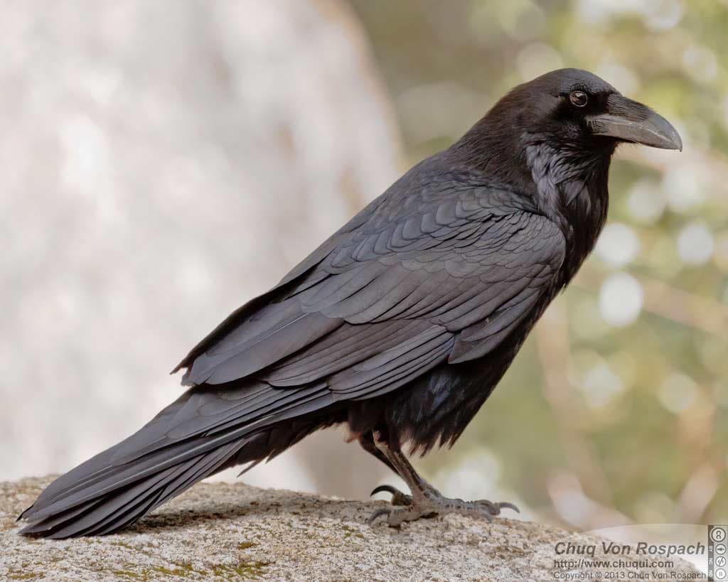 Common Raven - eBirdr