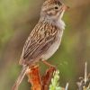 Brewer's Sparrow