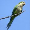 Monk Parakeet