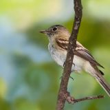 Acadian Flycatcher