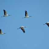 In flight