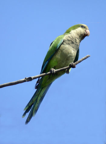 Cotorrita Argentina