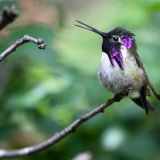 Male - on April 24, 2011 in Park Laurel, San Diego, CA, US