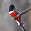 Elegant Trogon