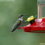 Female Ruby-throated Hummingbird