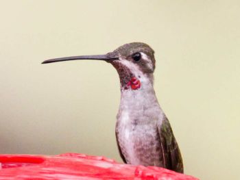 Casual stray in summer and autumn from Mexico to the southeastern corner of Arizona. Ash Canyon, Cochise Co., CA, USA.