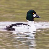 Male Common Goldeneye