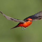 Vermilion Flycatcher