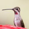 Plain-capped Starthroat