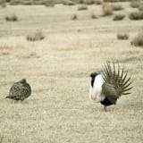 Male greater sage-grouse struts for female at lek (dancing or mating grounds) near Bodie, California.