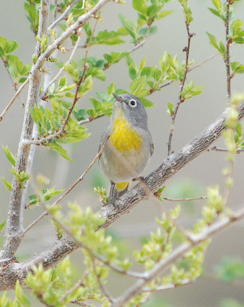 Virginia's Warbler