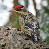 Female - Preisker Park in Santa Maria, CA on January 28, 2006