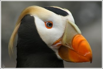 Tufted Puffin close-up