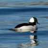 Bufflehead