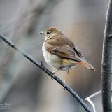 Hermit Thrush