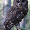 Spotted Owl