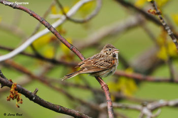 Vesper Sparrow