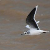 Little Gull