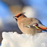 Bohemian Waxwing