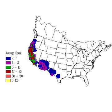 Acorn Woodpecker winter distribution map