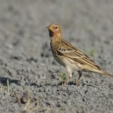 Red-Throated Pipit