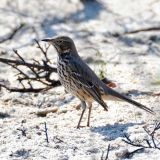 Sage Thrasher