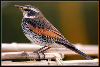 Dusky Thrush