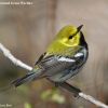 Black-throated Green Warbler