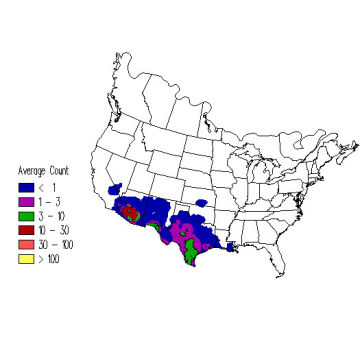 Inca Dove winter distribution map