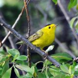 Wilson's Warbler