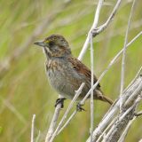 Bolivar Peninsula, TX, U.S.A.