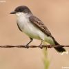 Eastern Kingbird