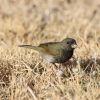 Black-faced Grassquit