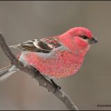 Male Pine Grosbeak