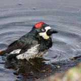Female taking a bath.