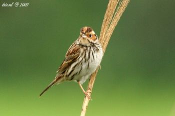 Little Bunting