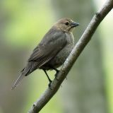 Female Brown-headed Cowbird