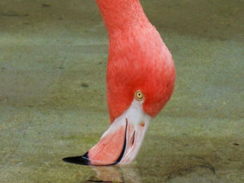 American Flamingo