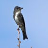 Olive-sided Flycatcher