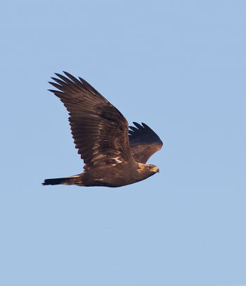 Golden Eagle in Flight