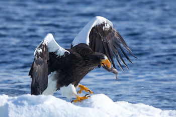 Steller's Sea Eagle