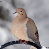 Mourning Dove