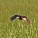 In flight at Anahuac NWR, TX