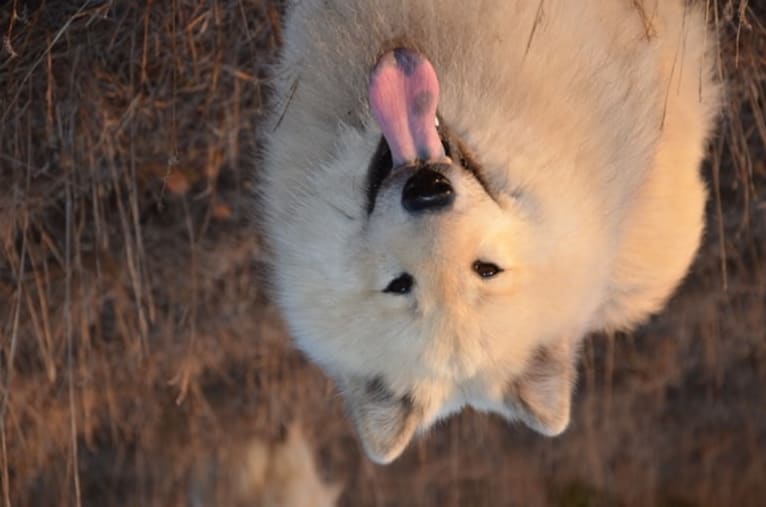 Austin, an Eurasier tested with EmbarkVet.com