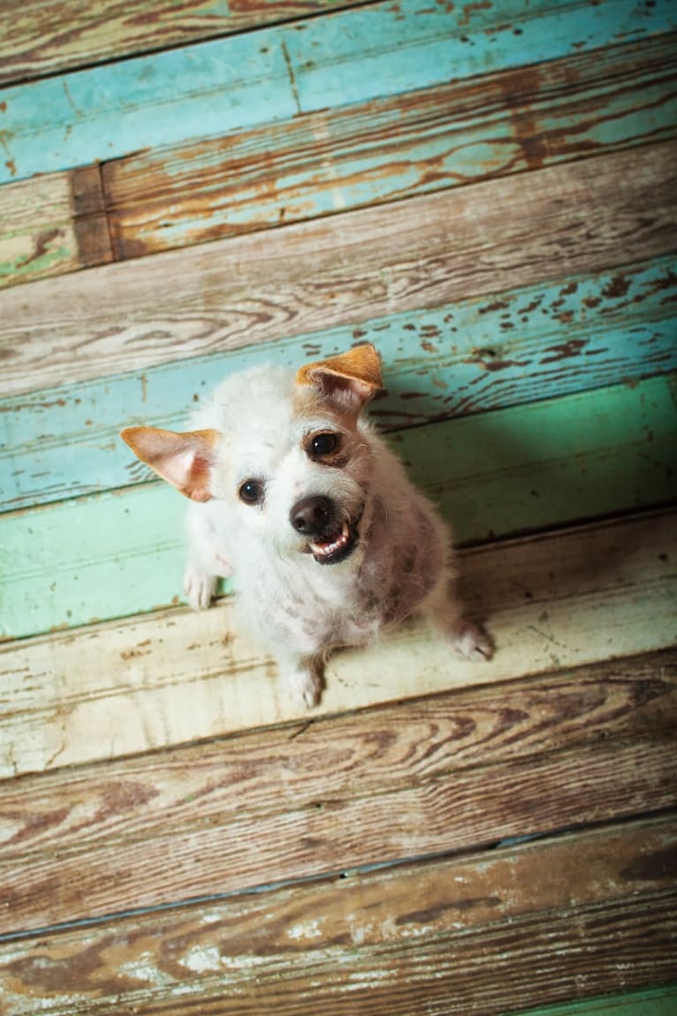 Coleen, a Rat Terrier and Poodle (Small) mix tested with EmbarkVet.com