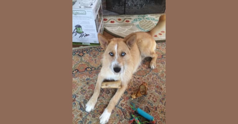 Loki, a Siberian Husky and Staffordshire Terrier mix tested with EmbarkVet.com